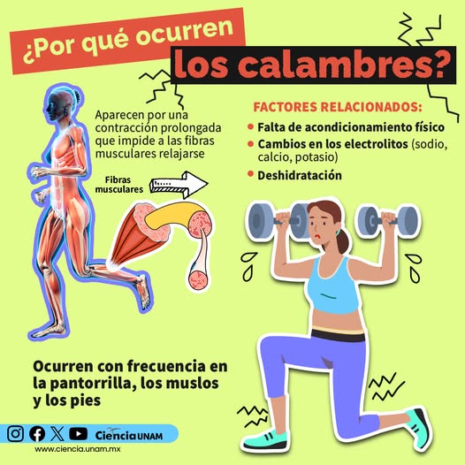 UNAM_MX's tweet photo. Los calambres se originan por una contracción prolongada que impide relajar las fibras musculares. ¿Sabías que pueden asociarse con deshidratación? Infografía de @Ciencia_UNAM 👇. https://t.co/ra3BXxOCnQ