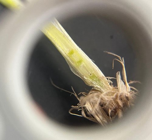 K-State Agronomy tweet media