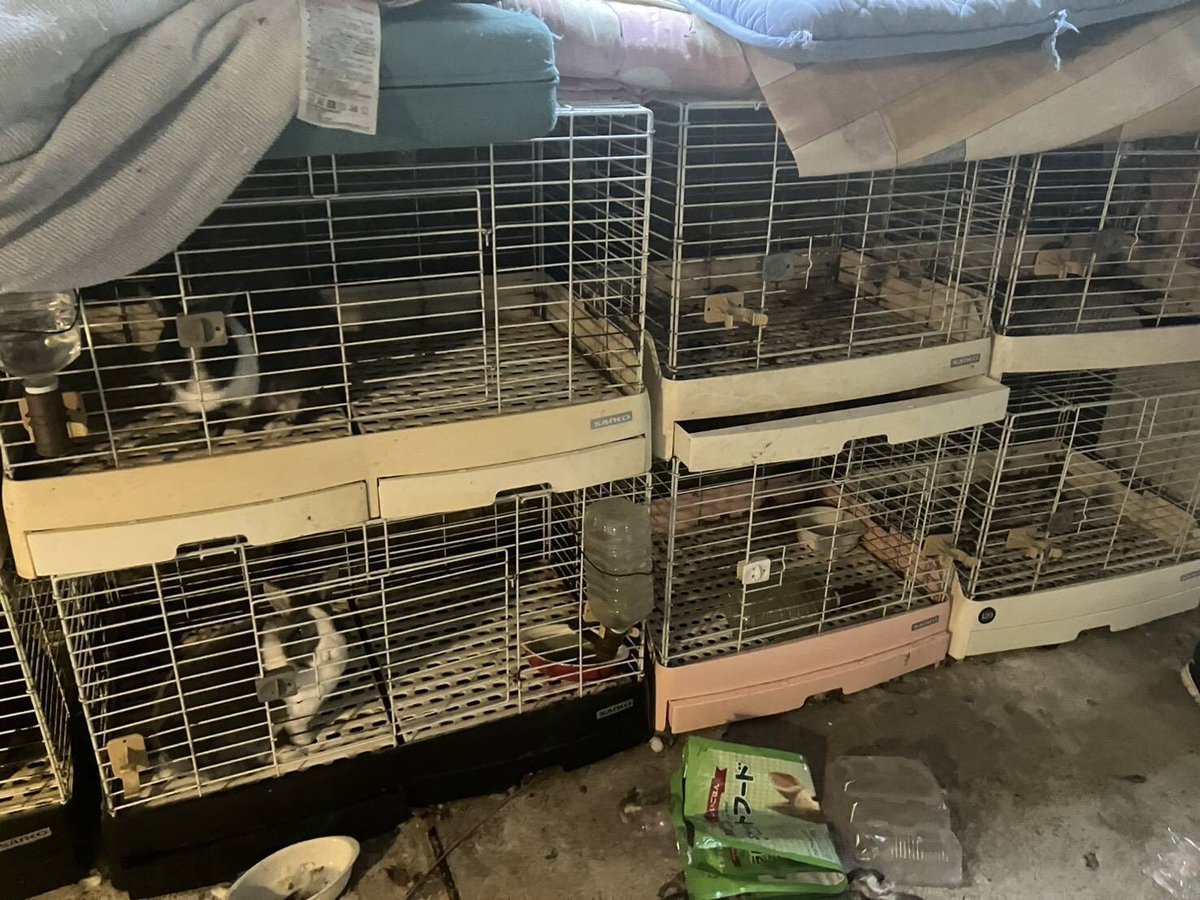 animaltanpopo's tweet photo. 一人暮らしの女が犬、猫、ウサギを外で多頭飼育崩壊して見かねた近所の方が世話をしに来ており、猫はTNRの会の方が預かり宅を見つけたけど犬とウサギの行き場が無いとの相談を受け犬は当団体が保護する事に決めました。
→続く

#ウサギ里親募集中
#ウサギ預かりさん募集中
#拡散希望 https://t.co/PM04AgmJsA