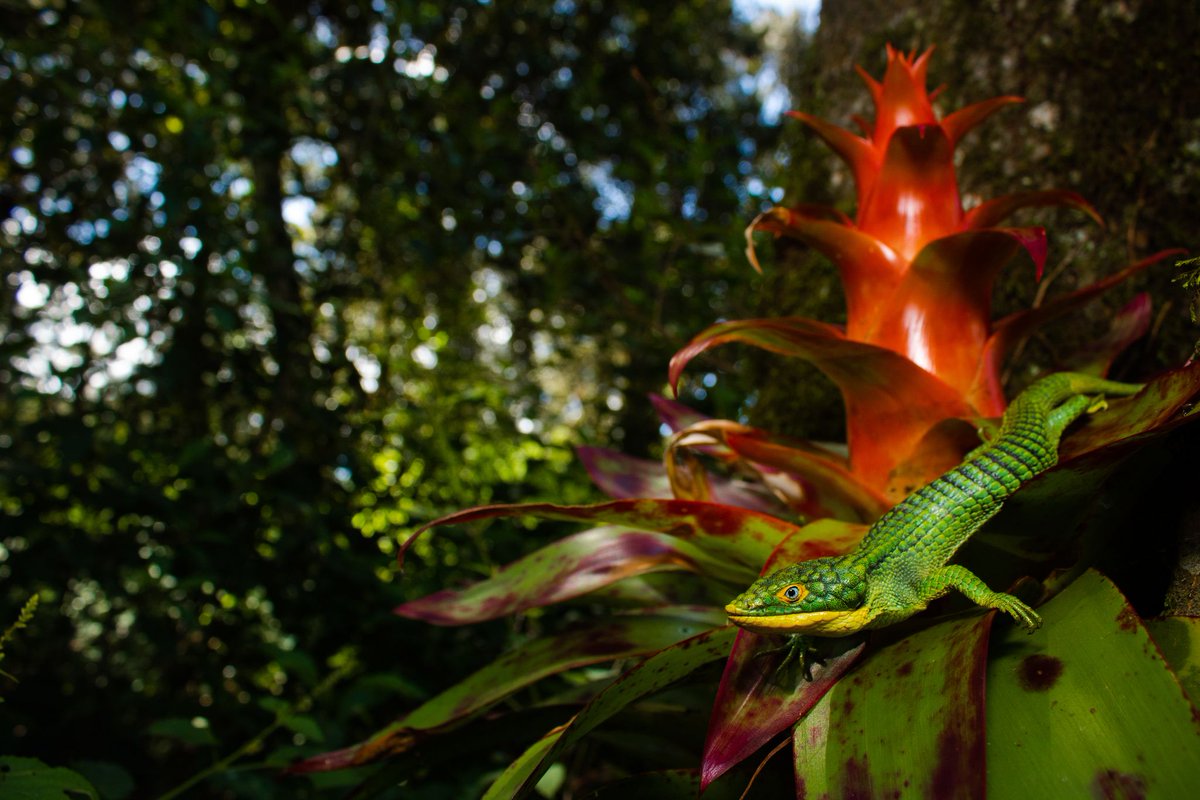 johnccannon's tweet photo. My latest for @mongabayorg: The 2022 Global Biodiversity Framework Fund is helping channel resources to nations &amp; Indigenous communities, but funding is still far short of what’s needed. #Biodiversity #Conservation https://t.co/12b48Jfg8P https://t.co/pBL64hAnnr