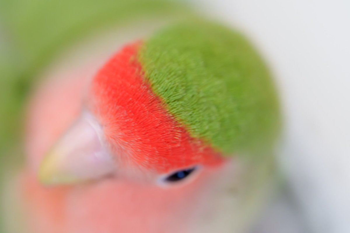 おはようございます🦜
ピーちゃんの頭
#今日のピーちゃん
#コザクラインコ