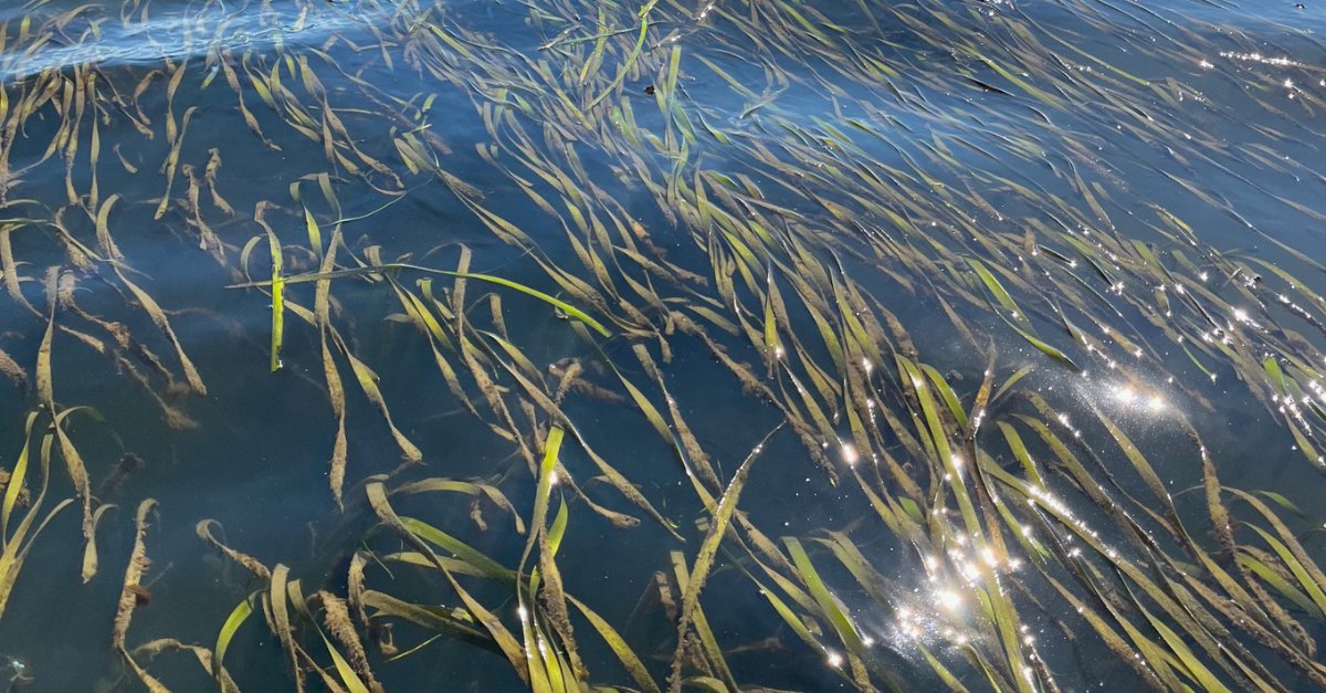 UW College of Arts & Sciences tweet media