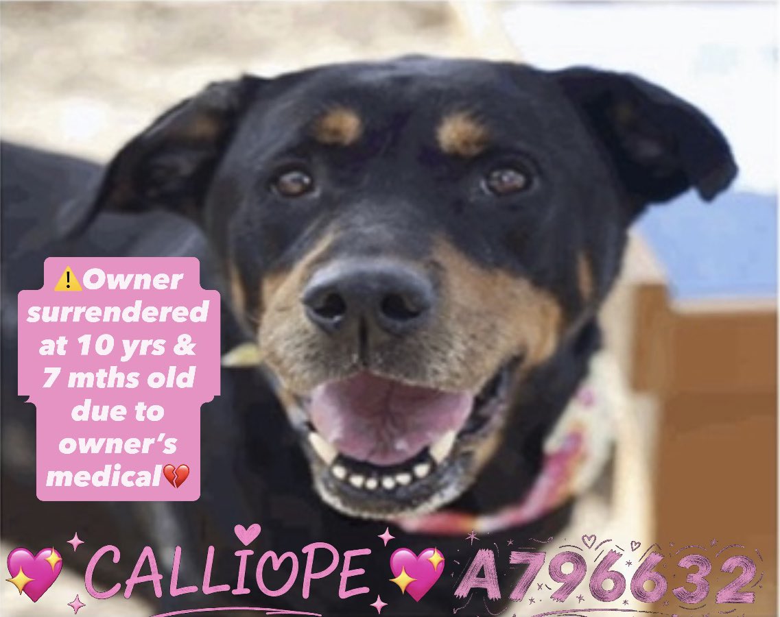 _taysmyoxygen1d's tweet image. 🆘 OLD #ROTTWEILER DOG TO BE KILLED TOMORROW 3.3 BY #SANANTONIO ACS #TEXAS‼️

CALLIOPE 💖 #A796632 
10 yrs 7 mths old F

Deadline☠️ 2/25

⚠️Owner surrendered due to owner medical💔
💕Sweet, friendly, social, house trained

#AdoptDontShop #Foster #PledgeForRescue #SeniorDog 🙏🏼