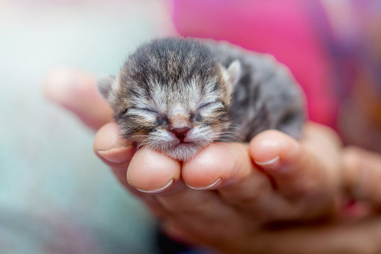 Lenny Mewgenics🐈💕 tweet media