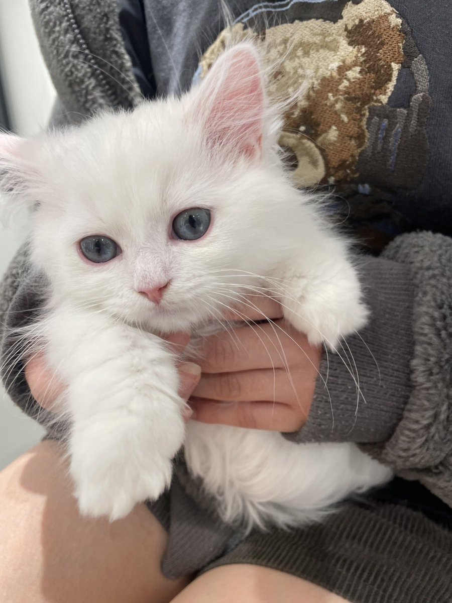 にじむー🌈🩵 tweet media