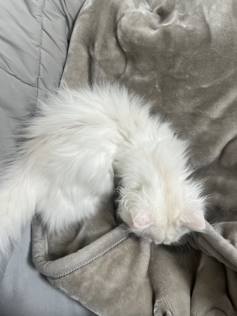 にじむー🌈🩵 tweet media