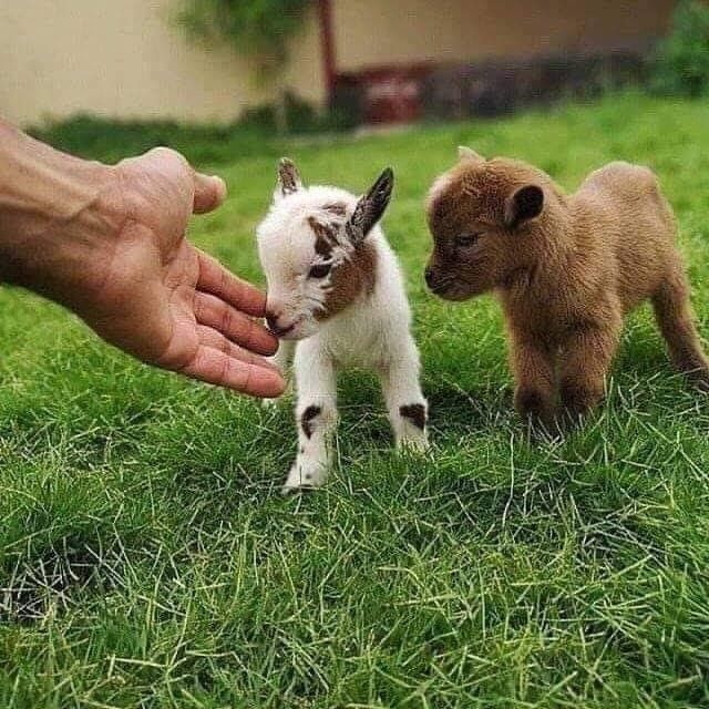 vivaneil1234's tweet photo. Baby Dwarf Goats https://t.co/ZLchvNi5SX