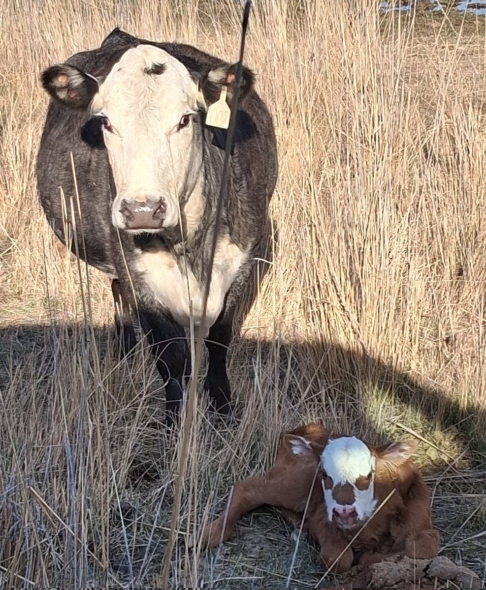 Bovine Thots With Poppin Twats tweet media