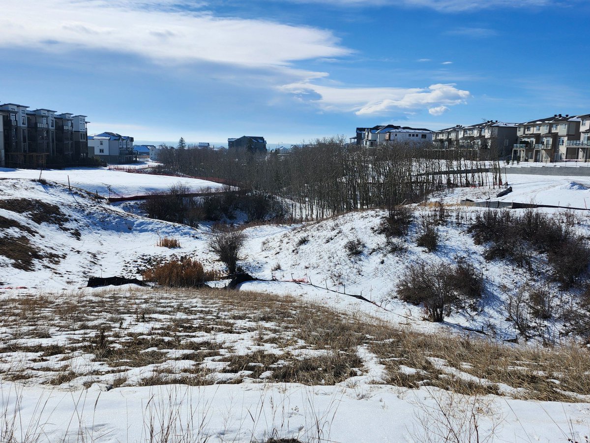 Walking Calgary tweet media