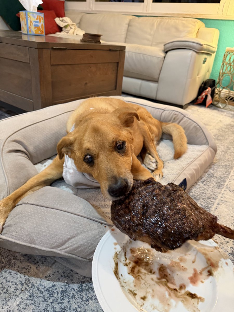 Shoe Eats Turf for Breakfast tweet media