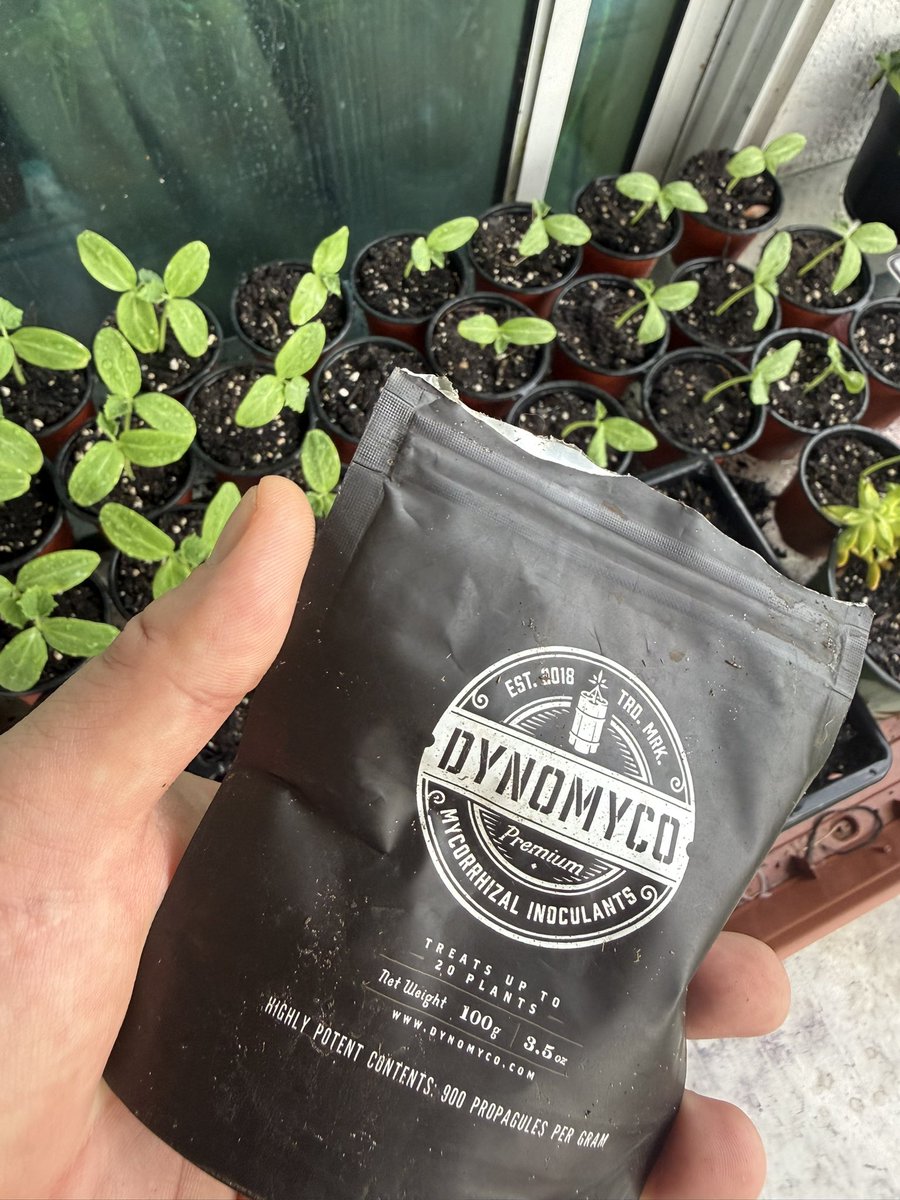 IC Spicy tweet media