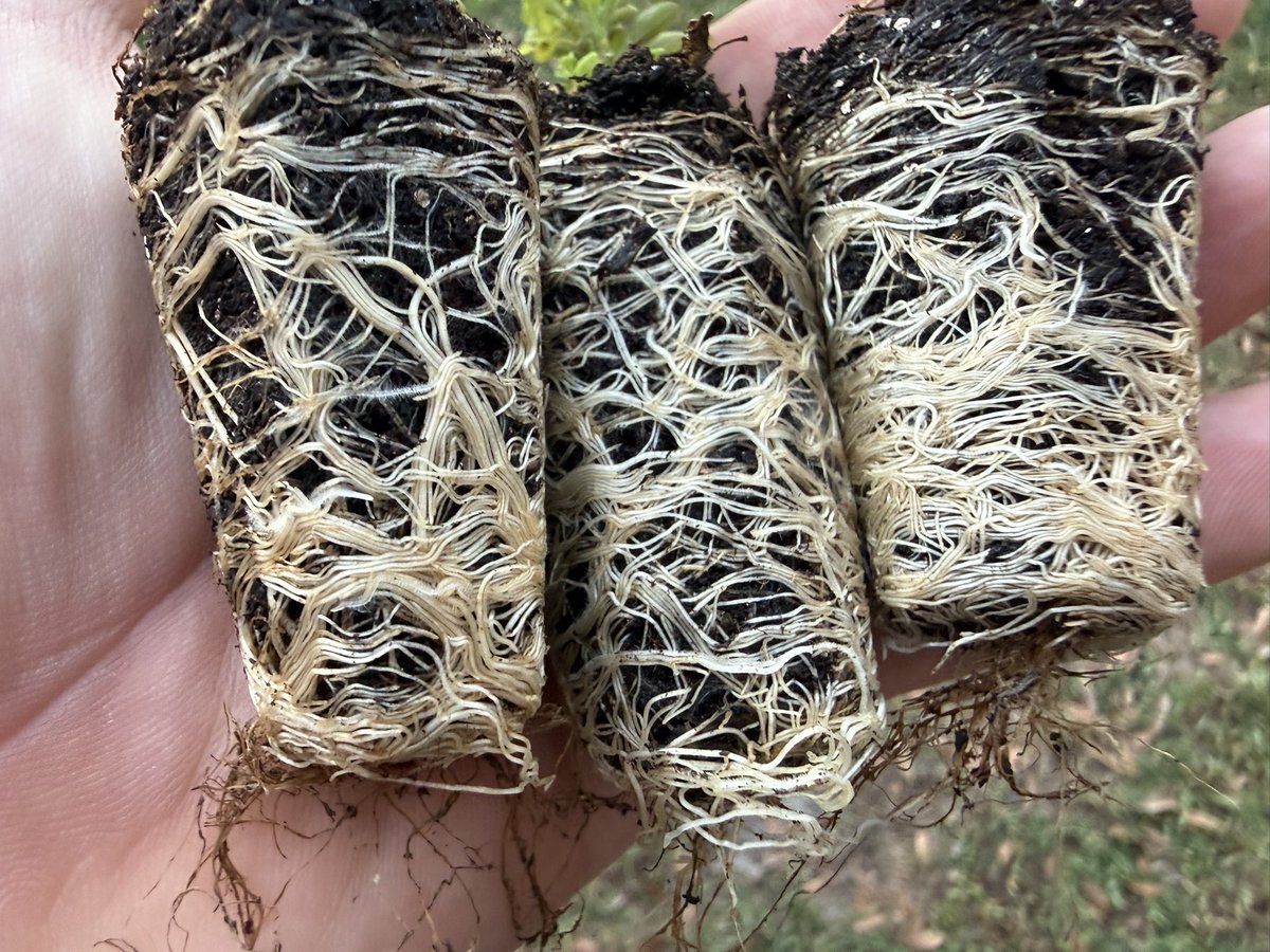 IC Spicy tweet media