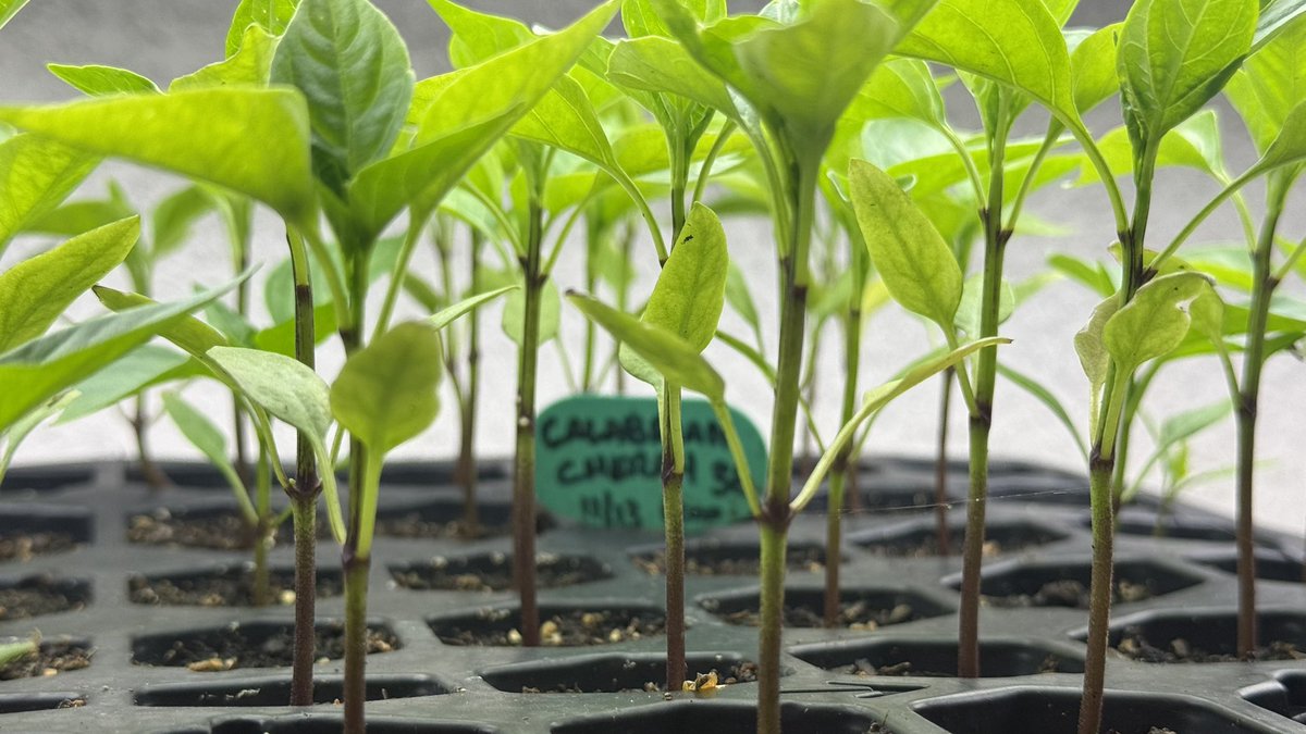 IC Spicy tweet media