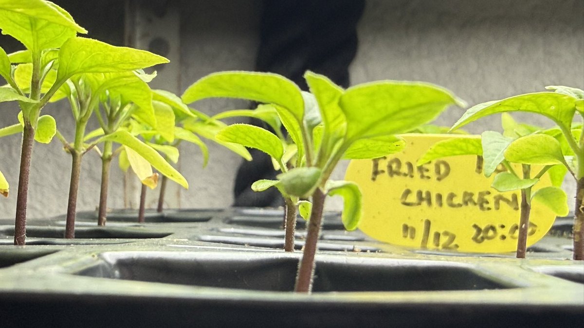 IC Spicy tweet media