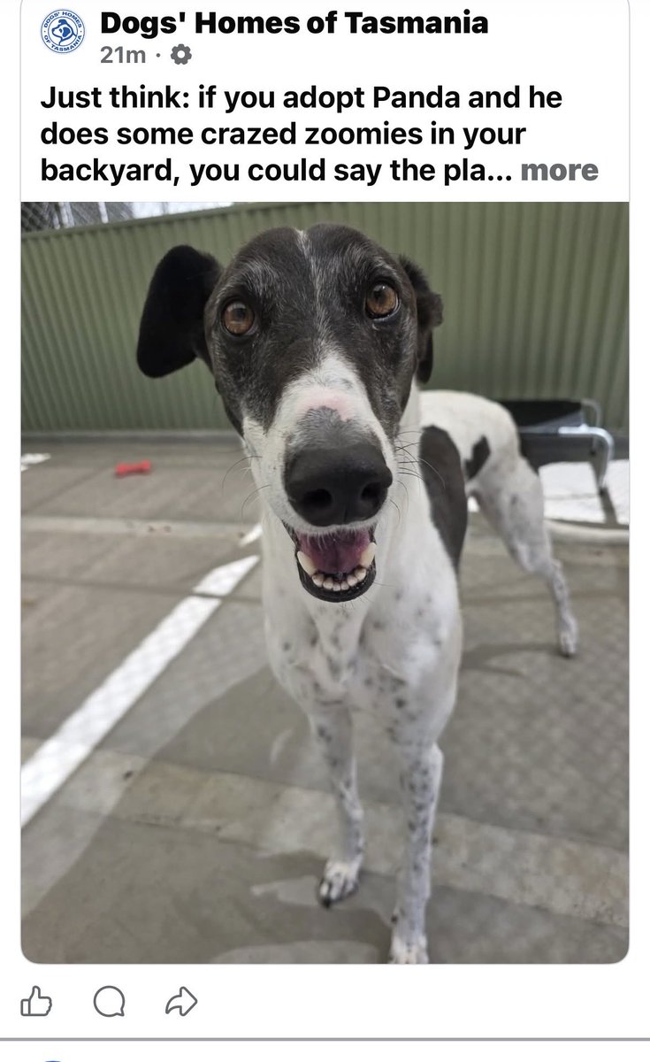 Another day, another discarded, unwanted greyhound languishing at the Dogs homes of Tasmania Shelter. What are the so-called industry gets away with dumping its rubbish in charity bins?  That’s exactly what’s happening here. #politas #GreyhoundRacing,