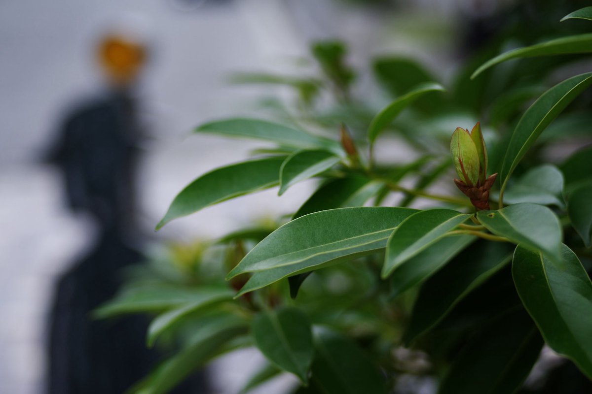 risaairkuro's tweet photo. 昨日PENTAX K-01&amp;40㎜limitedにて、ペンタックスのグリーンは深い
#PENTAXk01 #da40㎜limited #PENTAX #ペンタックス #単焦点 #お散歩カメラ #ペンタックスグリーン https://t.co/qVVYdCi3Qn