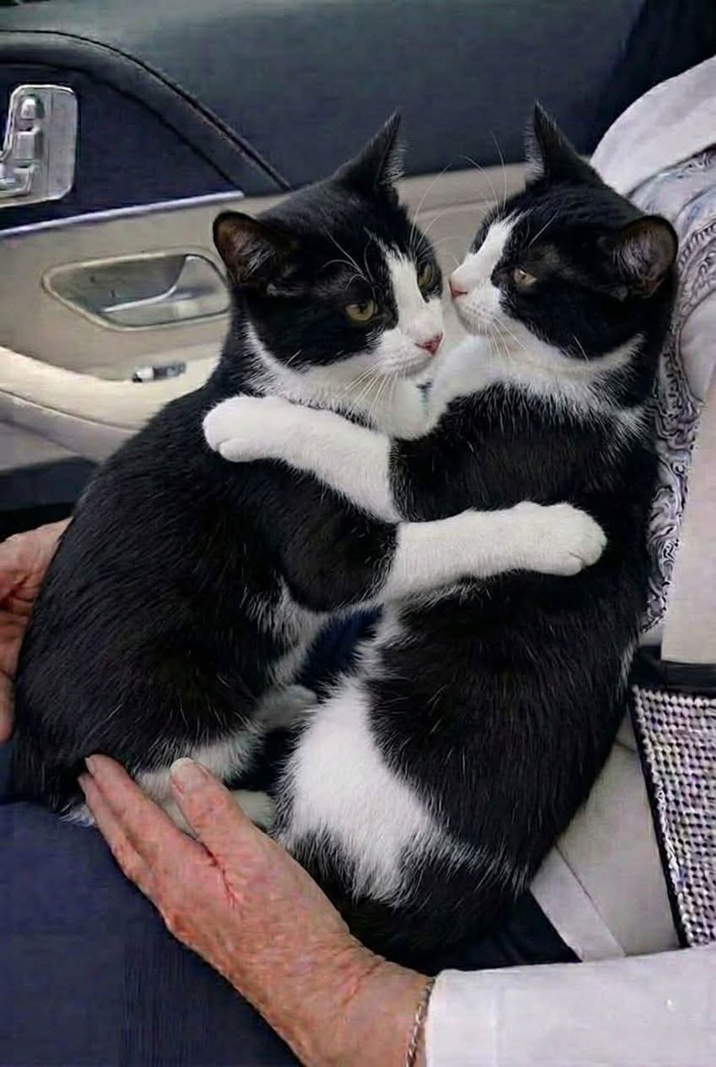 Last week, my husband and I visited a shelter with open hearts, hoping to bring home a Tuxedo cat who needed love and safety. We were ready to change one little life.

When we arrived, we met two tiny Tuxedo babies. They had lost their mother in a tragic accident, and their