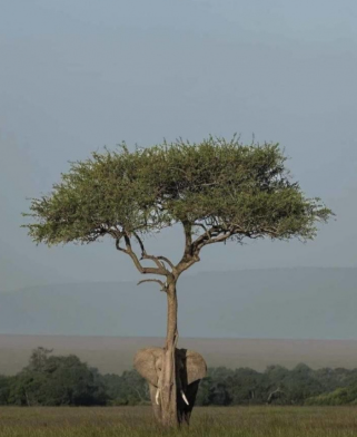 Babo Finn Prime (@finnfn_) on Twitter photo 