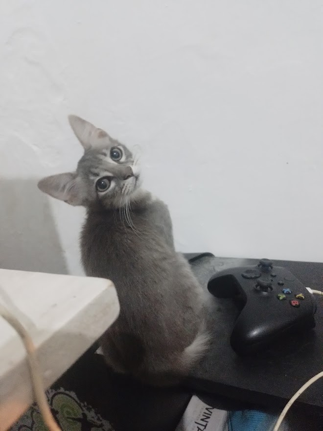 Jinpen_Ch's tweet photo. @LilyBellCh le presento a Hanni el gato chismoso (si, se lo puse por Hannibal Lecter) https://t.co/FPUWkjQqfK