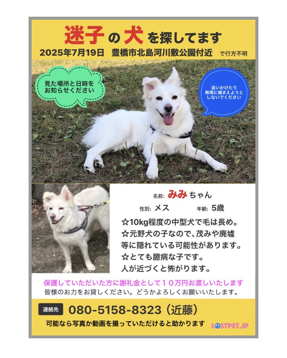 g3yObe9n29BUzq4's tweet photo. みみが迷子になり、7ヶ月以上が経っています。
目撃情報も12月以降途絶えています。
どこを探したらいいか…途方に暮れています。
でも諦めていません。
#愛知県　#豊橋市　#迷子 https://t.co/hP32g1DAFW