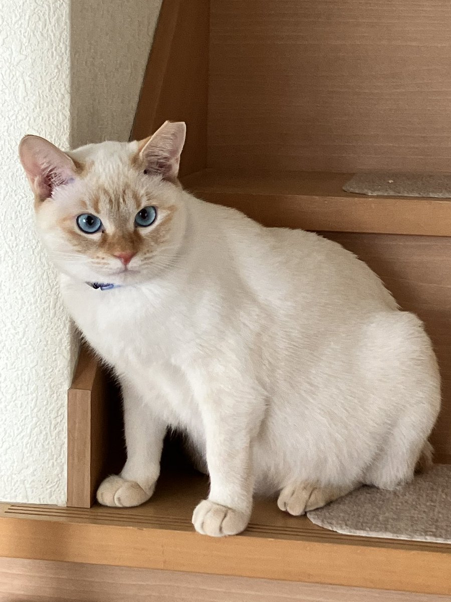 ポコちゃん は
雨の日だって☔️
目ﾁﾞｶﾗ強く
ﾑﾝｯ としている🐱🩵