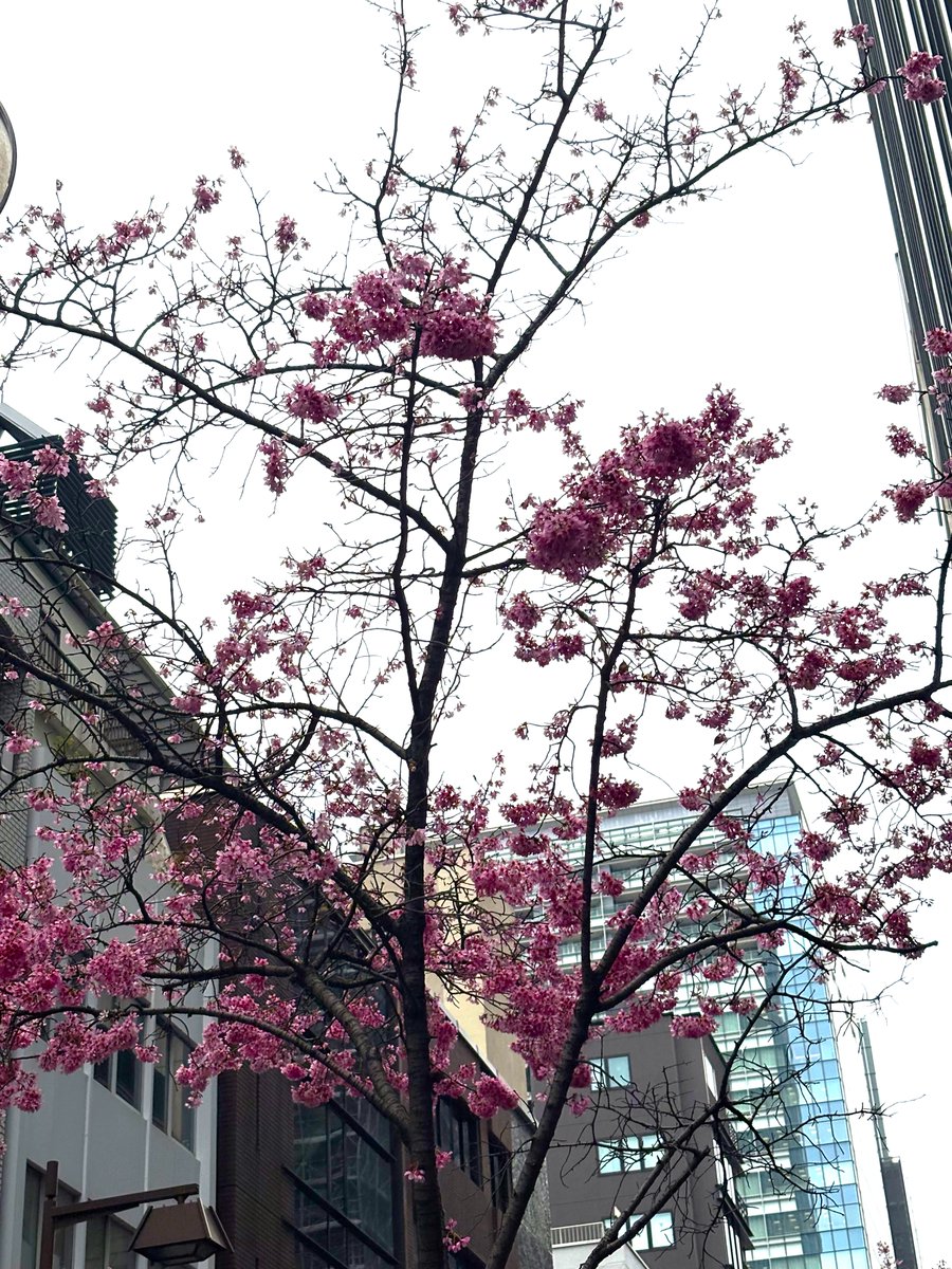 H_R_Analysis's tweet photo. Human Robot Analysis 株式会社の中の人の      
わんわんです🤖         

人形町は雨が降っています☔
昨日は銀行に通帳記帳に行ったのですが、
三越前に桜が咲いていました🌸

早く暖かくなり、春分の日を迎えたいです！🌸🌷

#HRA #人形町 #企業公式相互フォロー #IT企業 https://t.co/DUG1Orn8No