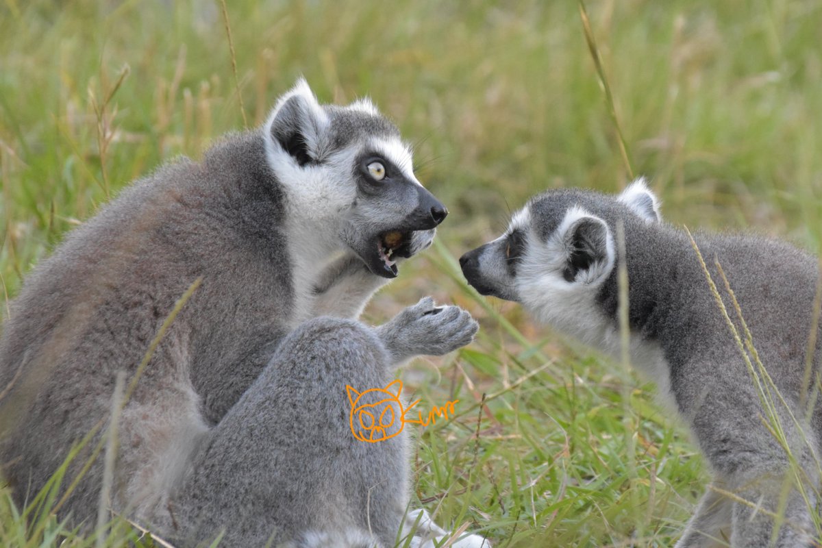 おくま (@okuma096) / Posts / X