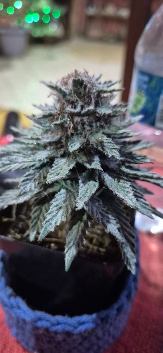 Ja quero um deste que artesanato bem feito top 💚💚💚