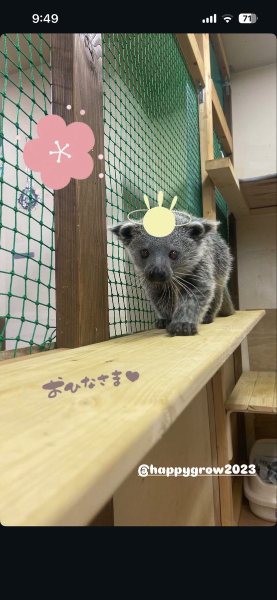 本日も１３時オープンします☺️
ビントロングのミケちゃんがお待ちしてます♪
#ビントロング