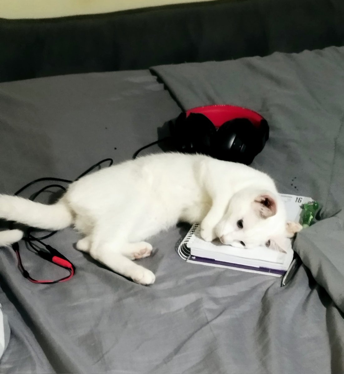 Luna bem garotinha, escrevendo seu diário antes de dormir!