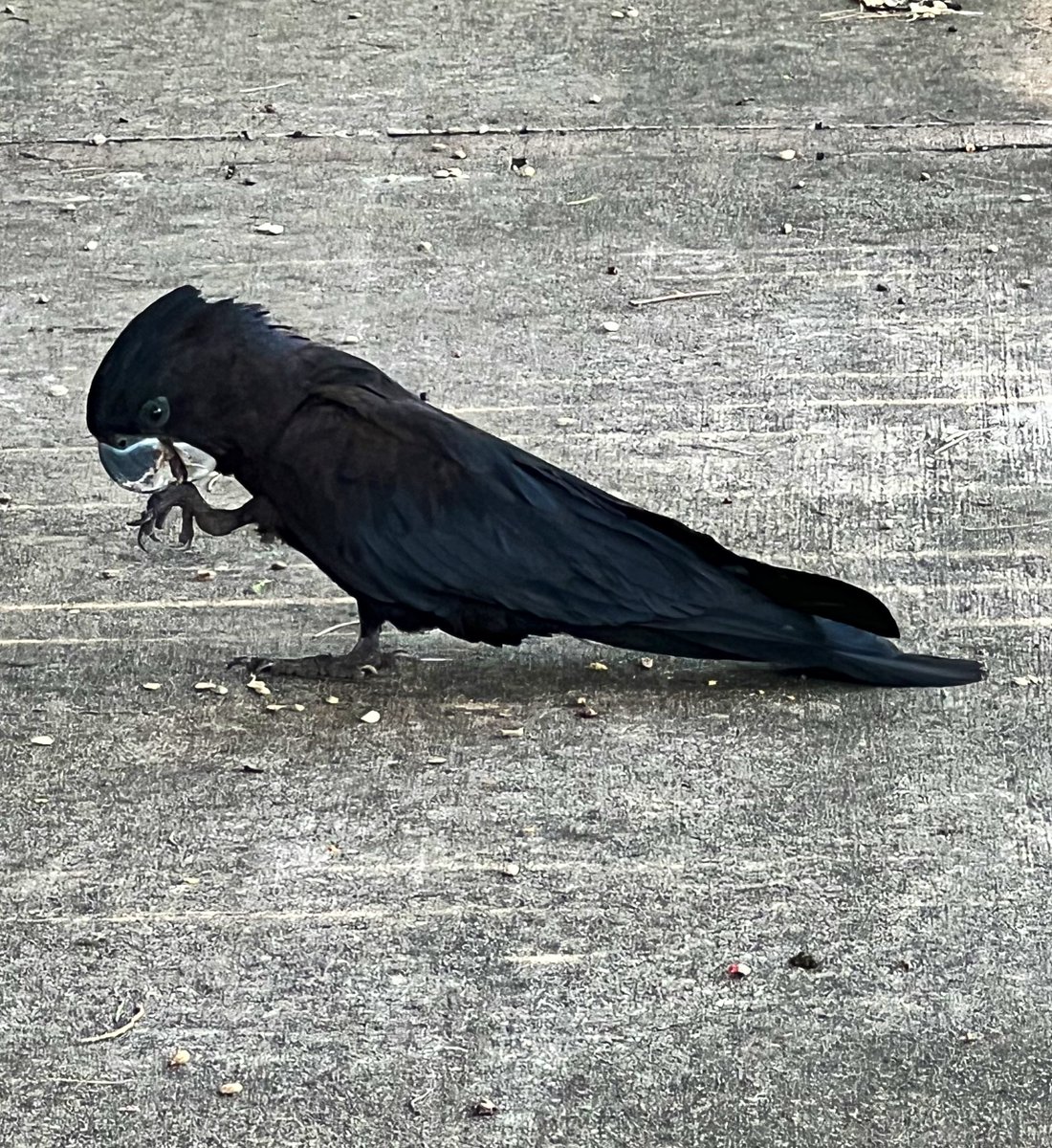 weskrantz's tweet photo. there is a tree near my house and black cockatoos love the seeds https://t.co/Q90ZUJWzM9