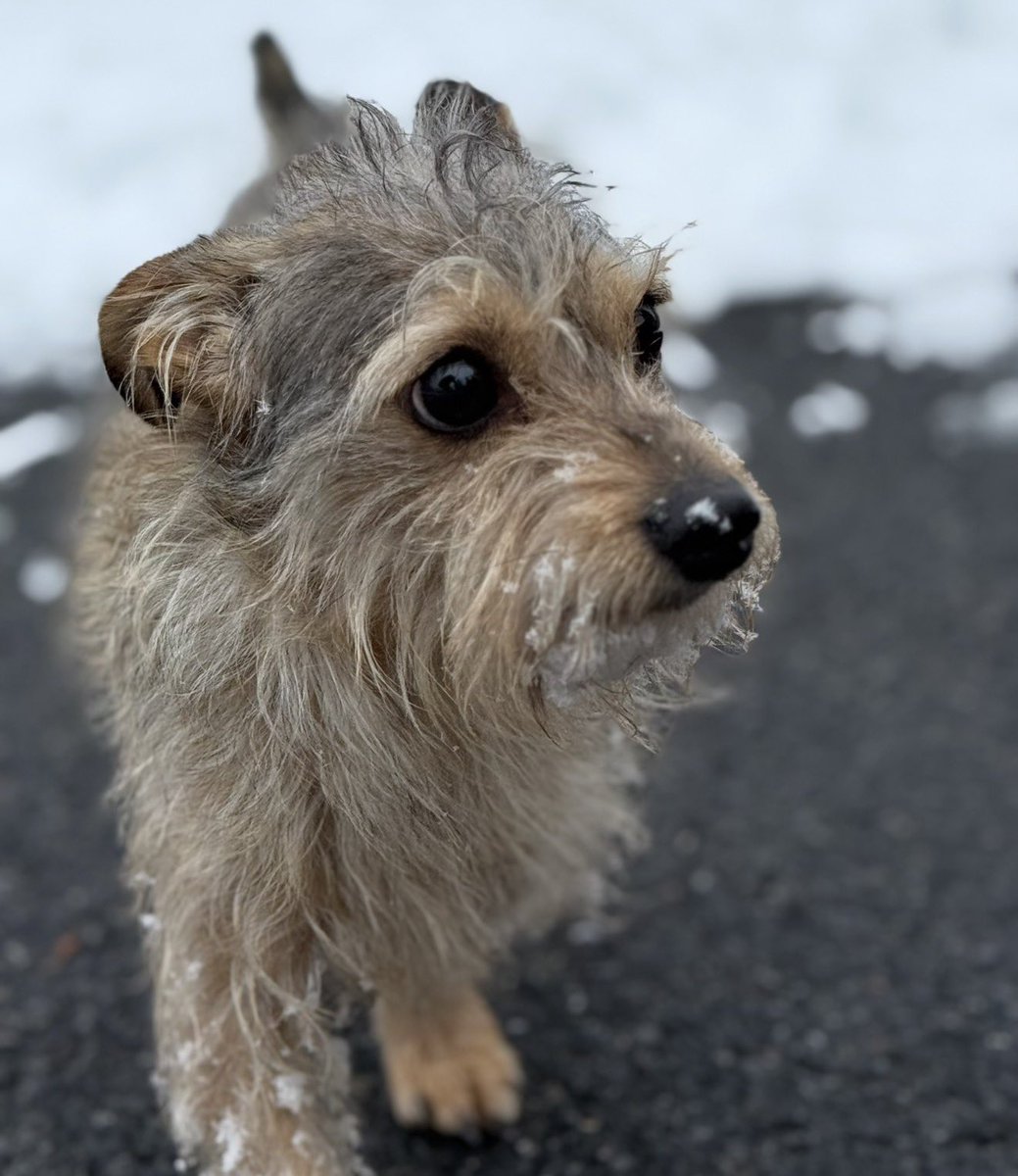 PAC4CLE's tweet photo. @DealsFinderIO Looks just like our dog. Will make a nice burial marker one day. https://t.co/8HIEiL5Xva