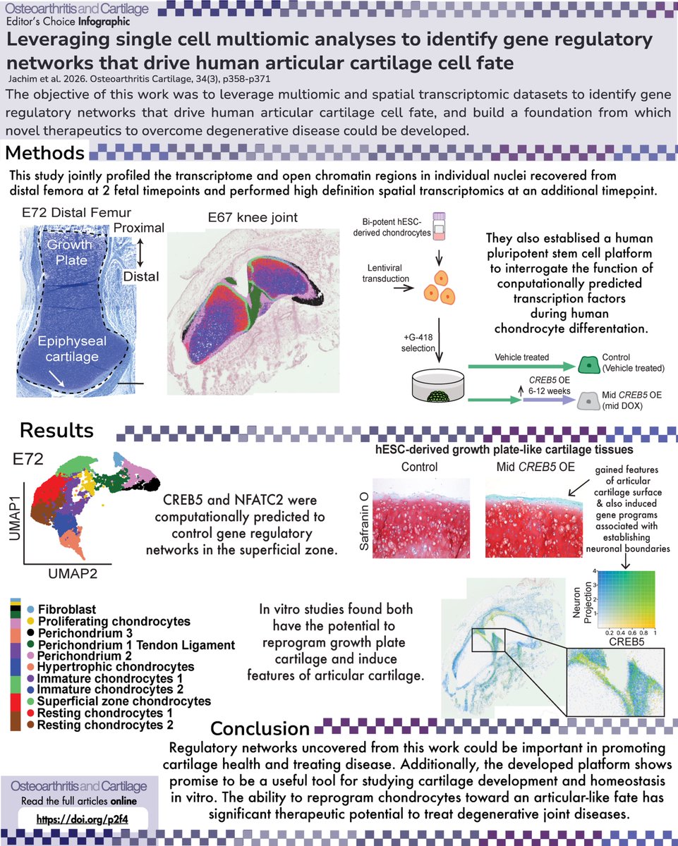 Osteoarthritis and Cartilage Journals tweet media