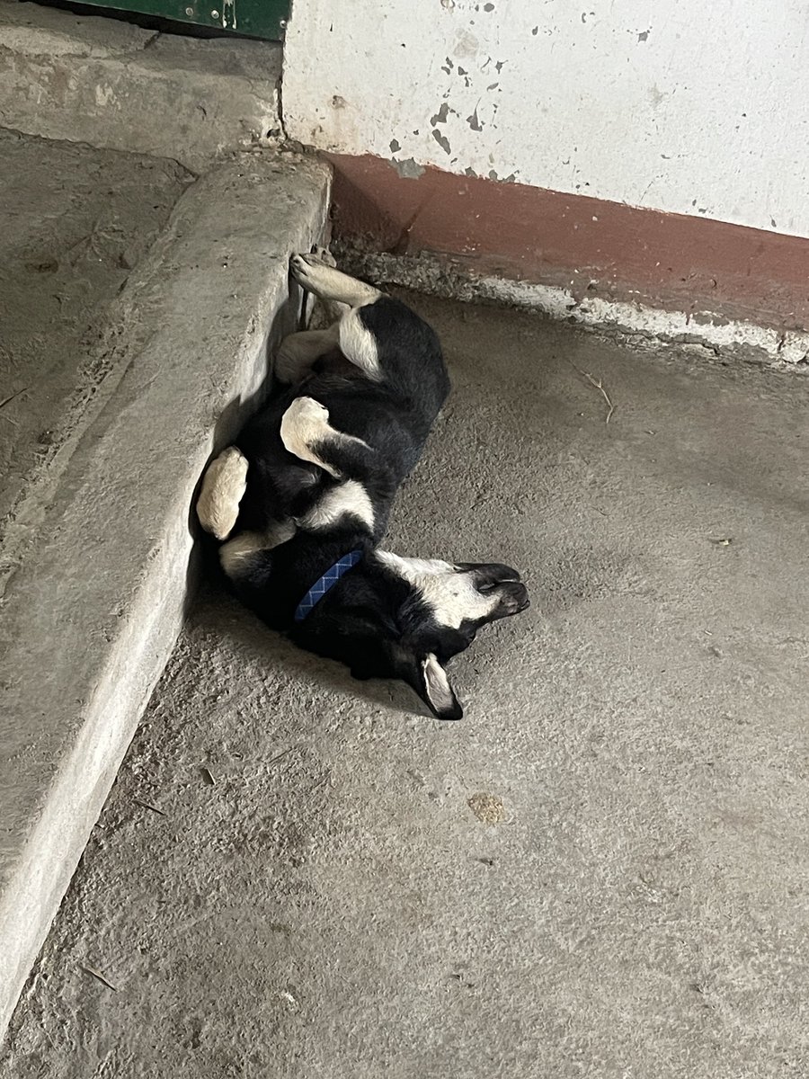 Tonf 🐺 tweet media