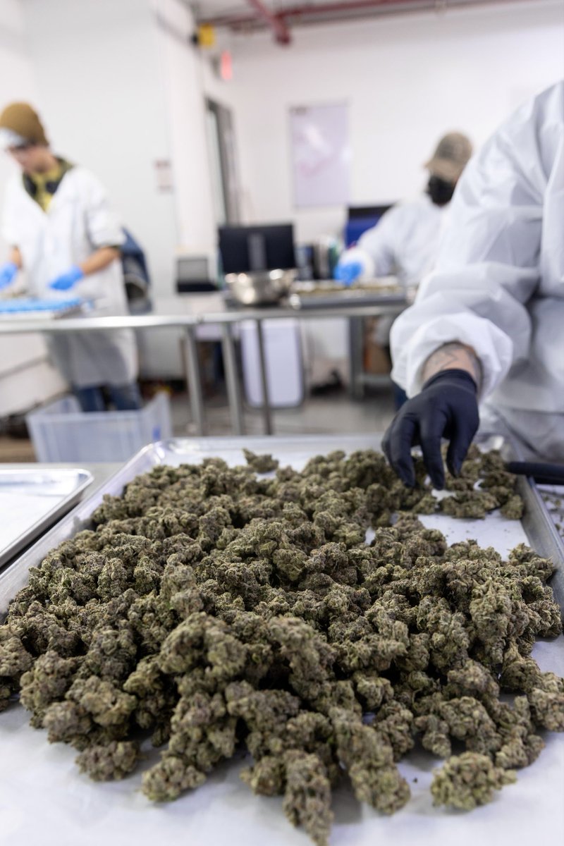 Traditional tweet media