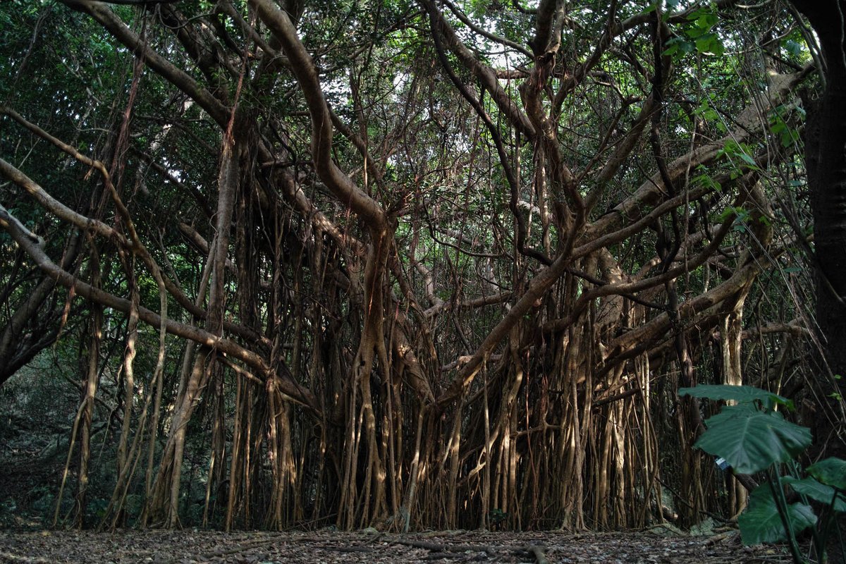 ichishou_d's tweet photo. 13ๅนดๅใฎโๅคๆ
ใซใกใฉโใใ2ๅฐ
ๆใใกใใใพใใ๐
SIGMA DP1 Merrill ใจ DP3 Merrill
ใใใฉใใชใณใปใณใตใผใ
ไปๆใซใกใฉใใใใใจใใใกใไธไพฟใ
ใใใชใซใกใฉใชใฎใงใจใซใใ็ทด็ฟใงใใ
ๅ็ใฏๆฒ็ธใฎๅ้จใซใใใขในใ ใคใ
ๅ
ใใผใฟใ ใจ่งฃๅๆใใใใ๐ฑโจ
#Merrill #SigmaSeries #SIGMA #asmui https://t.co/iUvMCy4F8p