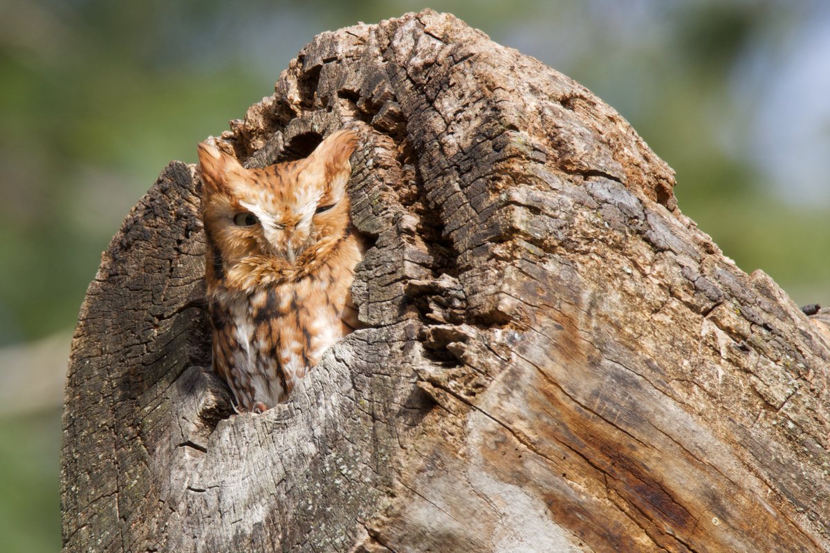 Owl Every Day (@owleveryday) on Twitter photo 