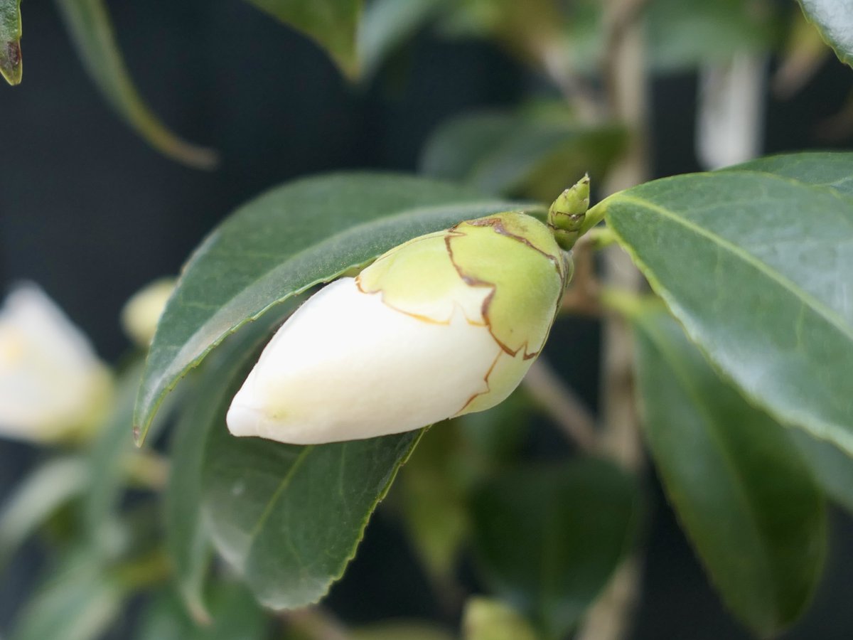 椿花。細雪。 あさみどり 染めてかけたる 青柳の 糸にたまぬく 春雨ぞ
