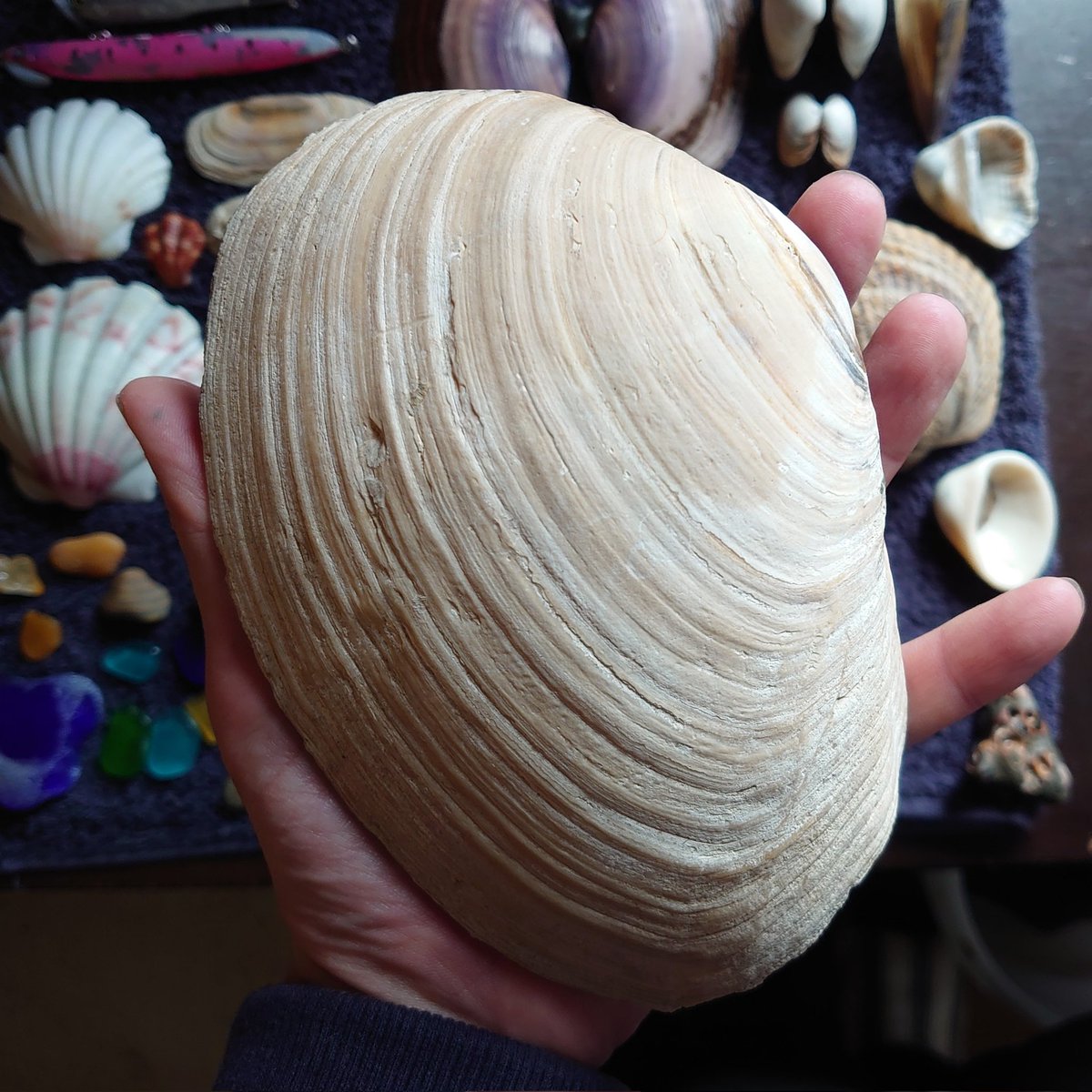 昨日、漂着物展に行って来ました❗️
きいこさんの貝殻標本、見たことないものや、ブログで拝見した貝殻が並んでいて最高でした✨
行けて良かった😊

夜は今期ラストのナイトビーチコーミング。
９時間歩きましたが、これと言ったお宝は無し😵
デカい二枚貝が多かった。

#漂着物展
#ビーチコーミング