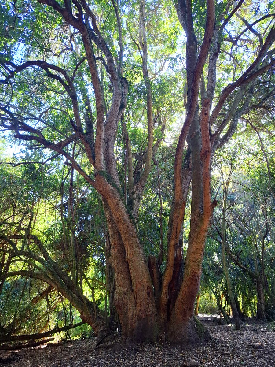 Un boldo más que centenario, probablemente tan antiguo como la propia República de Chile, que se halla en mi lof #Ragnintuleufu. Su altura supera los veinte metros y es uno de varios muy antiguos que han sobrevivido allí a la voracidad humana y al paso del tiempo 🌿