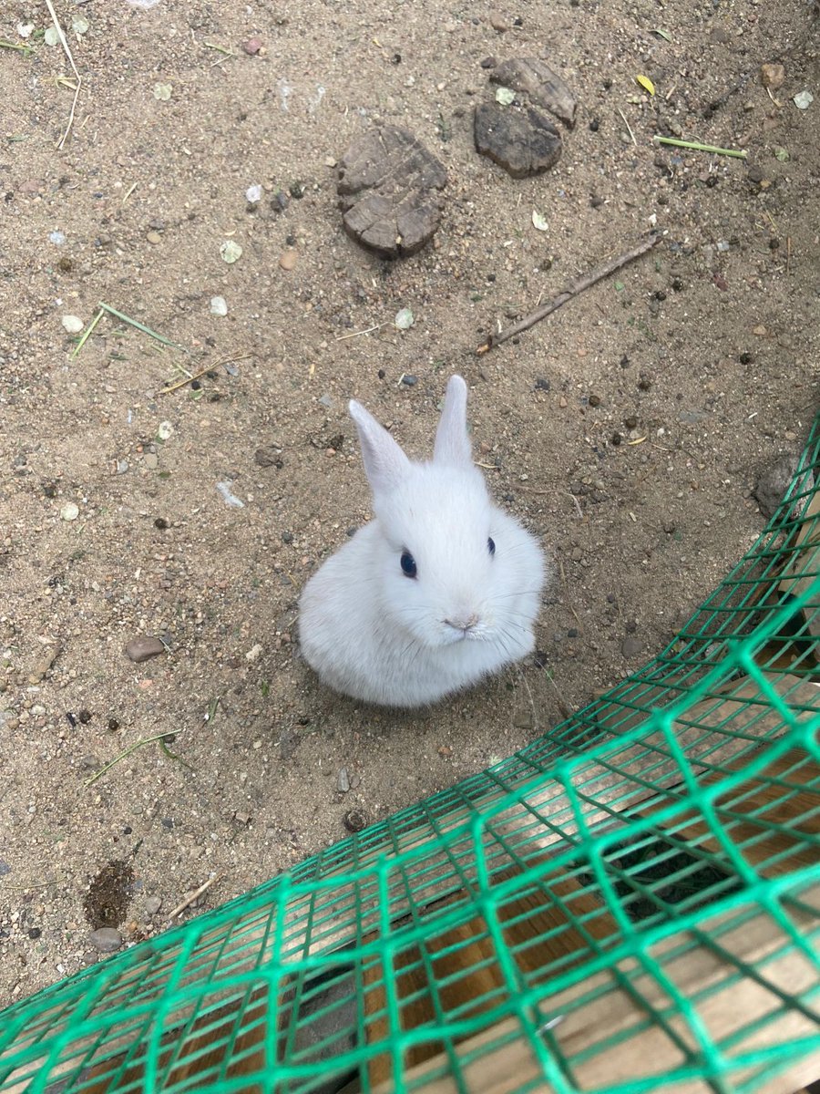 If cuteness was a crime, this baby would be serving life🐰💕