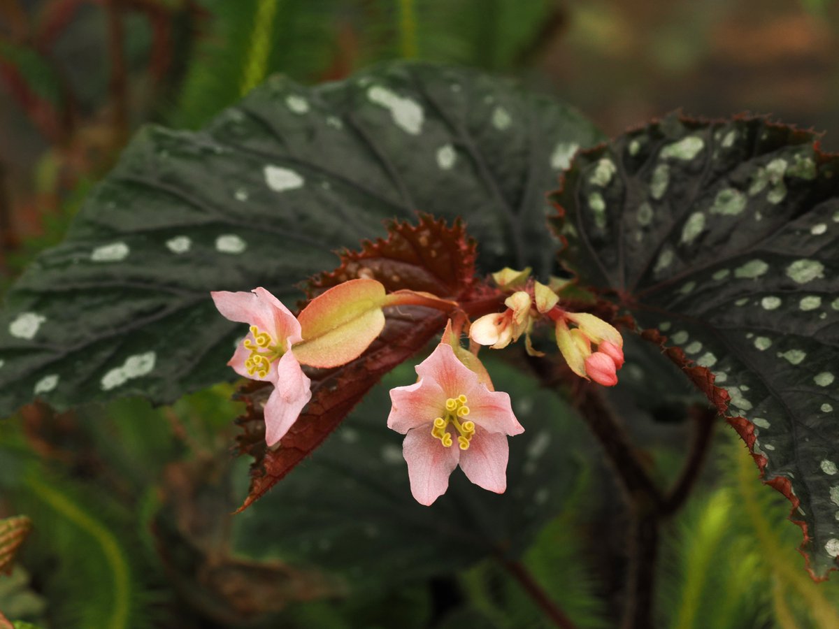 Yt (@Plantsman_jp) / Posts / X