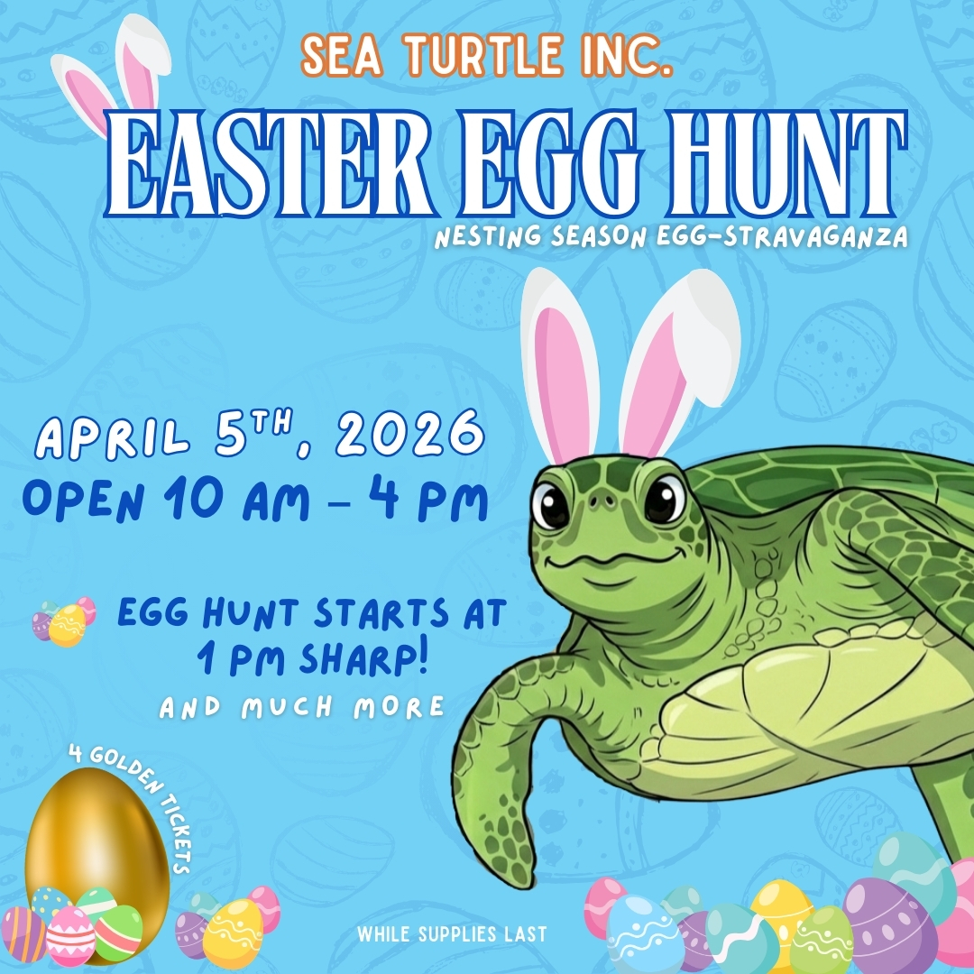 Sea Turtle, Inc. tweet media