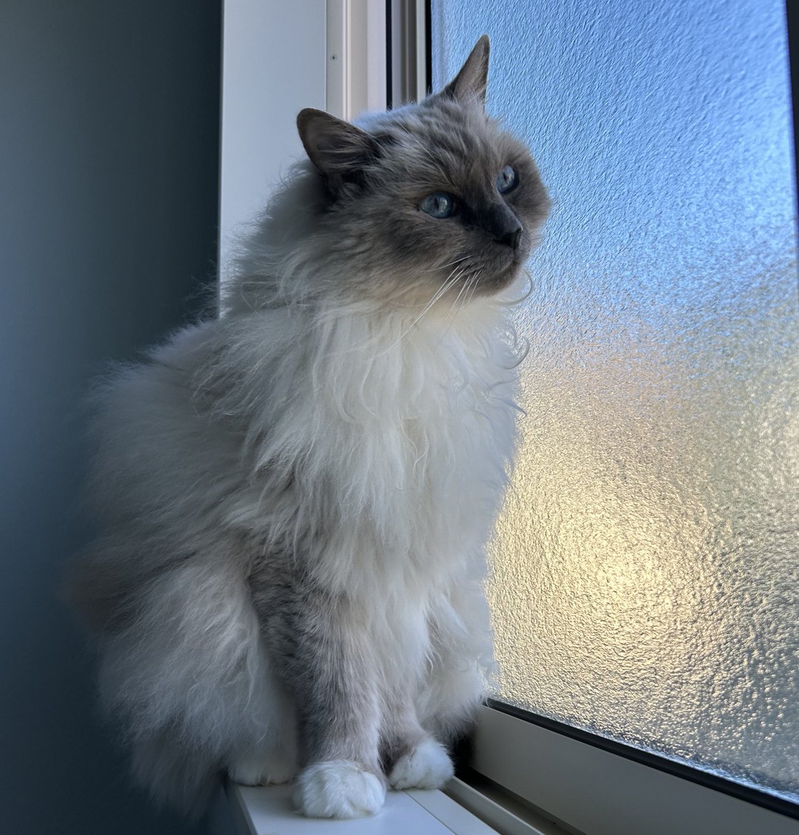 maroshizu329's tweet image. 何かを見つけたしずくさん☺️

#ラグドール #ragdoll #猫