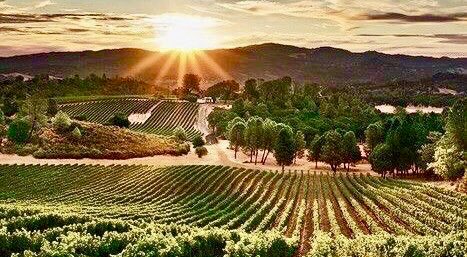 Peter Webster tweet media