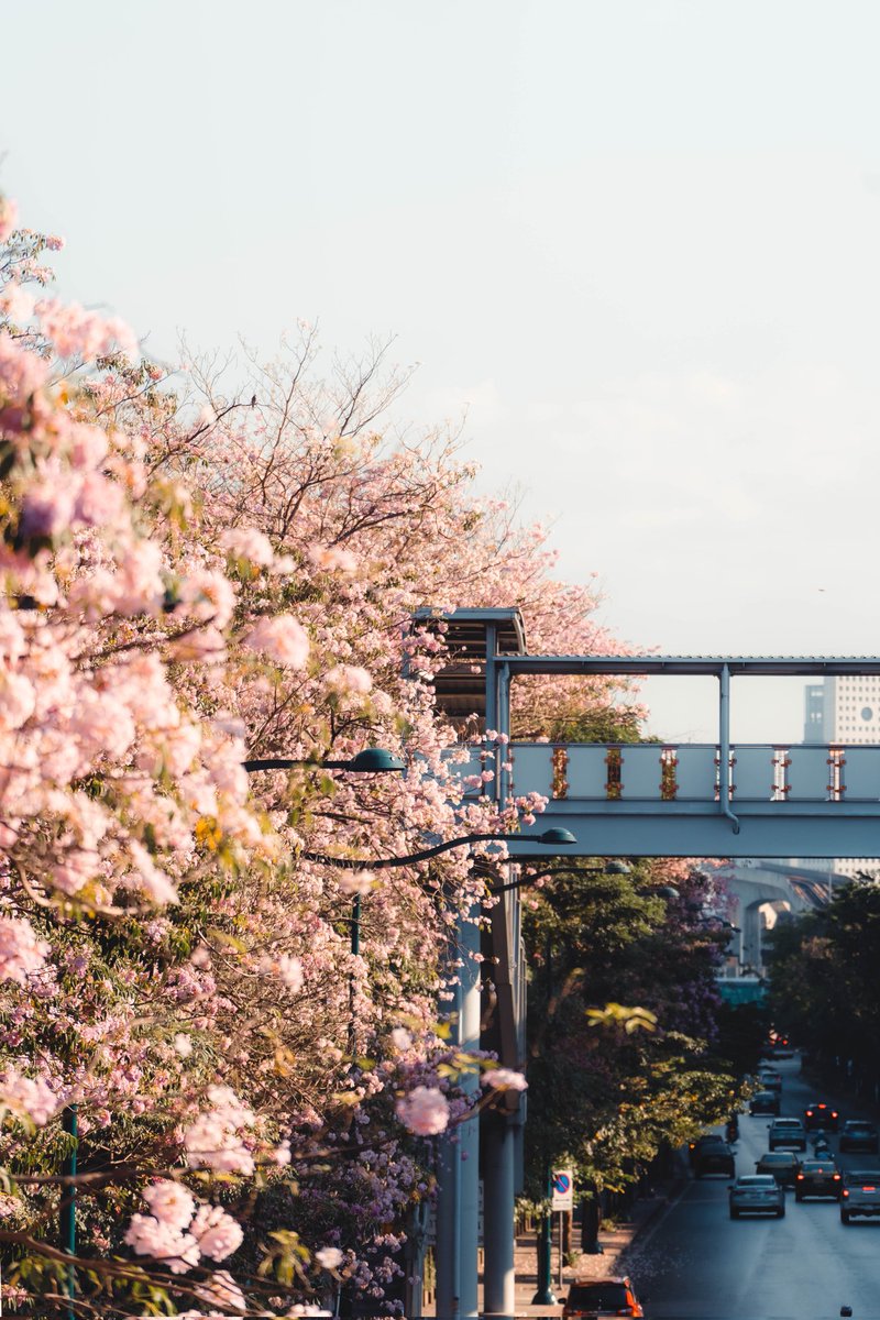 ชมพูพันธุ์ทิพย์ บานรอบ 2 ครับ
ชุดนี้ผมถ่ายวันที่ 1 มค.69 ครับ
ใช้ระยะ 200 mm หมดเลยครับ
ฤดูร้อนชัดเจนครับ ร้อนมาก 🥲
Happy วันหยุดครับ
