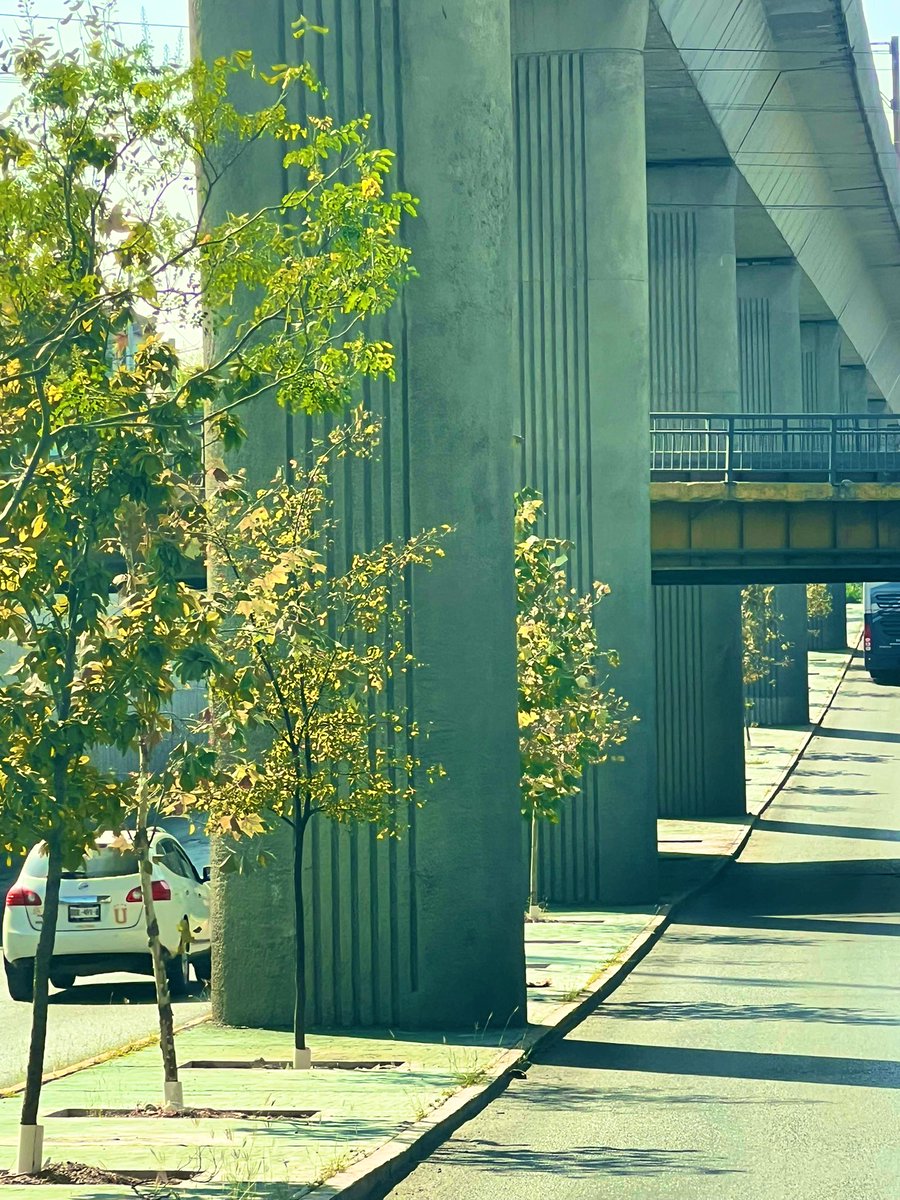 reforestacion's tweet photo. Estos son los árboles ”muertos“ que todos nuestros haters y detractores dicen que tenemos en el Metro y en la ciudad. 

Son los árboles “muertos“ que algunos medios de comunicación quieren convencerte como verdad. 

En el metro de la  Y Griega hasta la estación Talleres tenemos plantados 1,125 árboles, solo se han muerto 17, es decir el 1.5 % lo que significa que tenemos un 98.5% de efectividad, esos resultado jamás los ha entregado ningún municipio en toda la historia de Nuevo León. Esos 17 árboles serán repuestos en el mes de marzo. 

Un árbol de este tamaño tiene un costo total de aproximadamente $ 9,000 e incluye el mantenimiento por dos años. Es falso que cueste $ 125,000 como un medio de comunicación te ha intentado engañar.

No creas todo lo que escuchas en redes o lees en medios de comunicación que sirven a intereses políticos. 

El 15 de marzo vas a ver una ciudad totalmente transformada con sus árboles. El 15 de marzo verás la explosión verde en la ciudad con los miles de árboles que hemos plantado en nuestra ciudad. 

@MedioAmbienteNL 
@nuevoleon 
@samuel_garcias 
@RaulLozanoC 

#conservamosárboles
#creamosfuturo
#derechoalasombra
#bosquesciudadanos