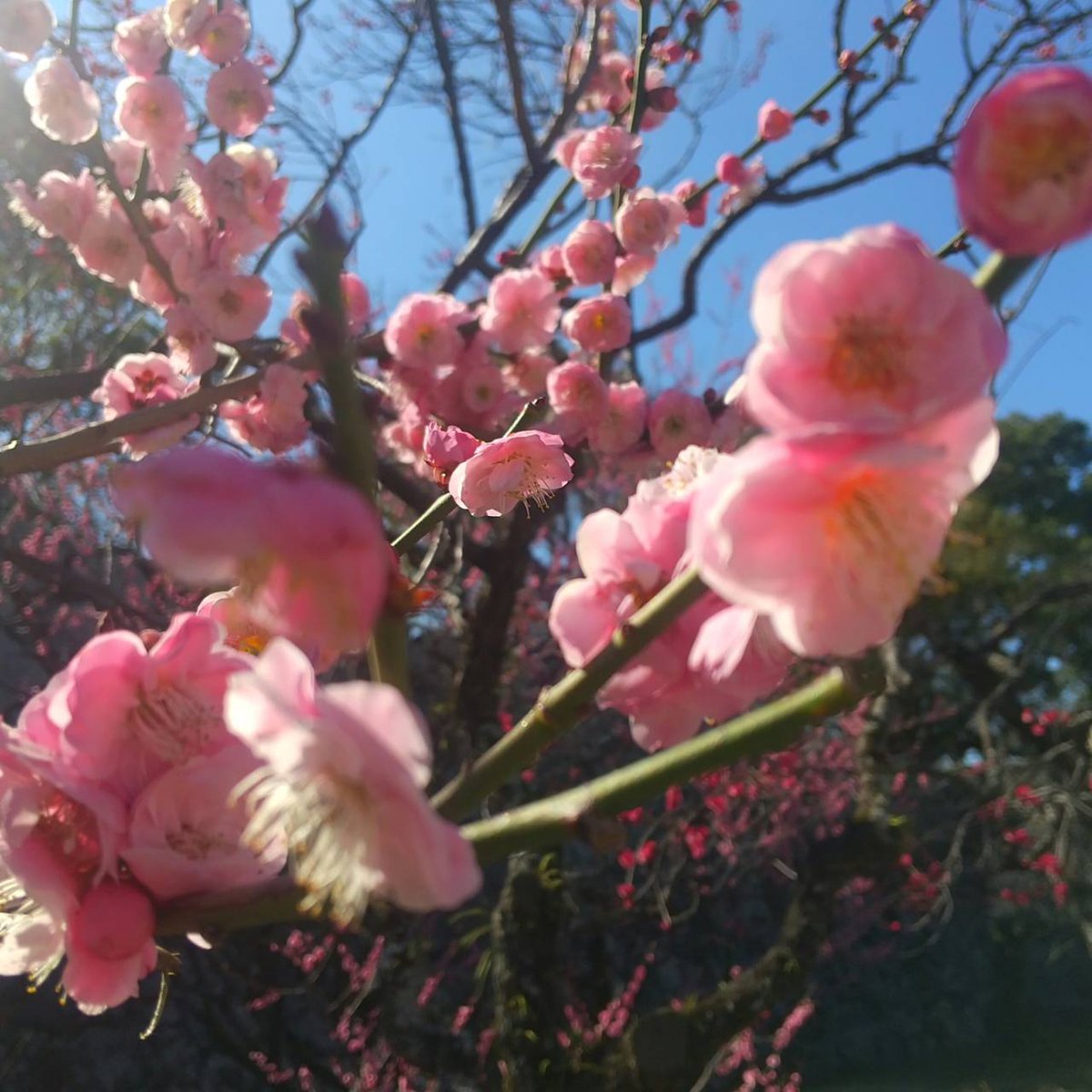sbc_fukuoka2020's tweet photo. 🎎🌸 今日は #ひな祭り 🌸🎎

久しぶりの雨が続きますね☔
この雨が、少しでも水不足の解消につながりますように…🌧️✨
先日、🌲大濠公園で梅を見てきました🌸

少しずつ季節が進んでいますね🌷
みなさんもあたたかくして、お過ごしください🎎 https://t.co/An4bvn57GC
