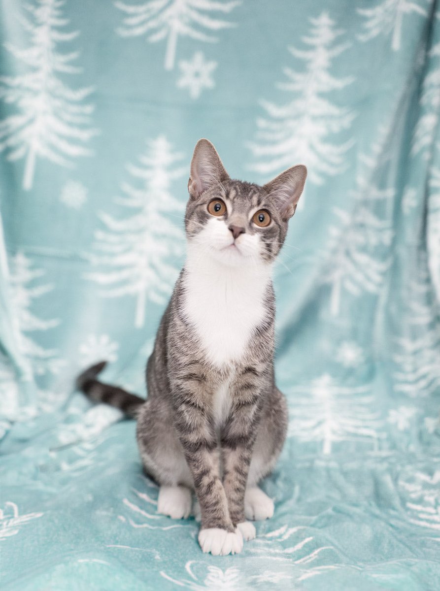 HumaneSocietyNY's tweet photo. 8-month-old Camilla is truly a beauty with her large, expressive eyes. Sweet &amp; curious, she's always interested in what you’re doing. While playtime is high on her list, she can also settle in beside you to unwind &amp; relax.
#adopt: https://t.co/7CNi3mIWR5
#greycat #tabby #tabbycat https://t.co/o1gPWVtohJ