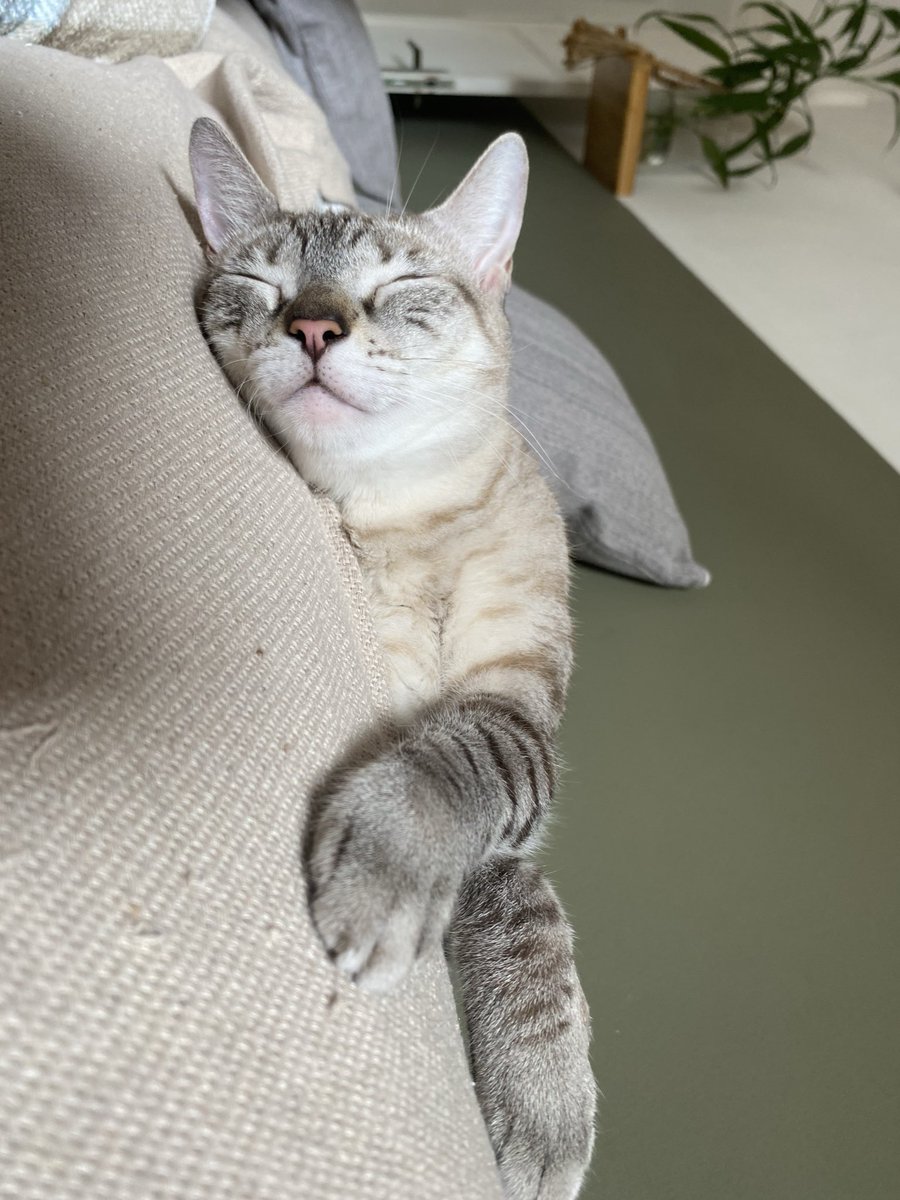 caroolleaal's tweet photo. alasquinha e amorinha 🥺🤍 https://t.co/ph8h7HvdI6